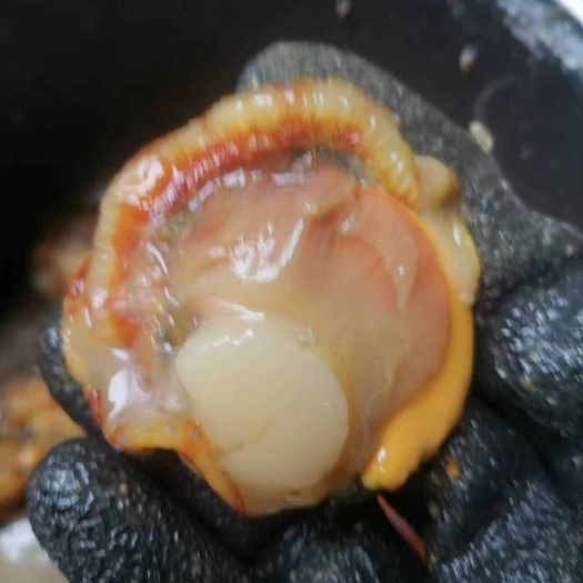 红扇贝肉黄金扇贝肉，大扇贝的大规格扇贝取肉，肥肥