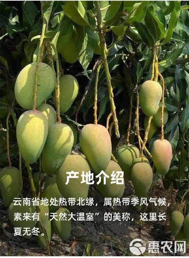 小台芒云南台农芒果新鲜芒果应季现摘水果新鲜小台芒水果