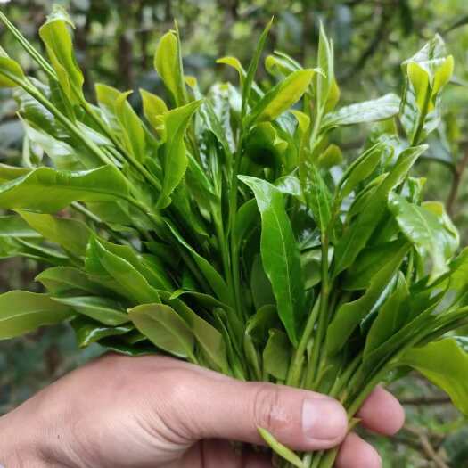 “野茶“ 农学里茶系以外的近缘茶树植物，没有经过人工驯化栽培