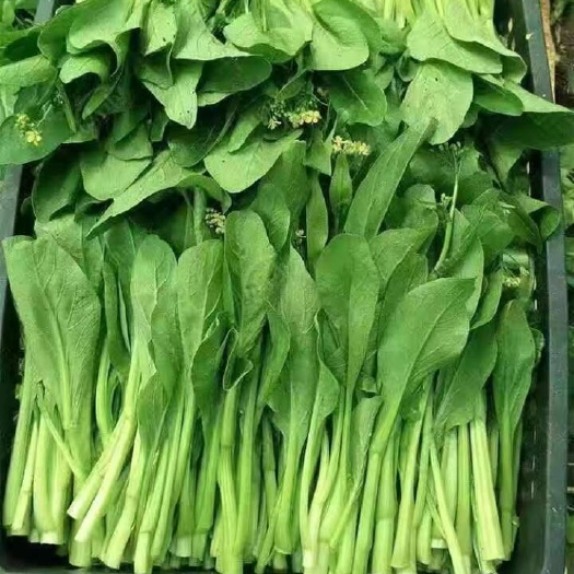 湛江广东甜心青菜