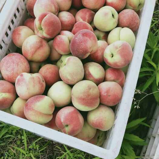 蕲春县桃子毛桃血桃