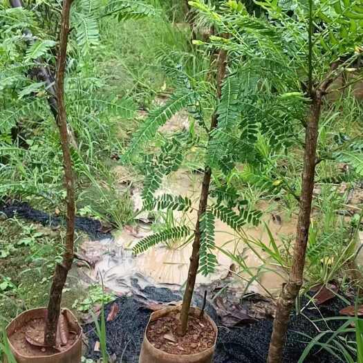 苍梧县余甘果苗