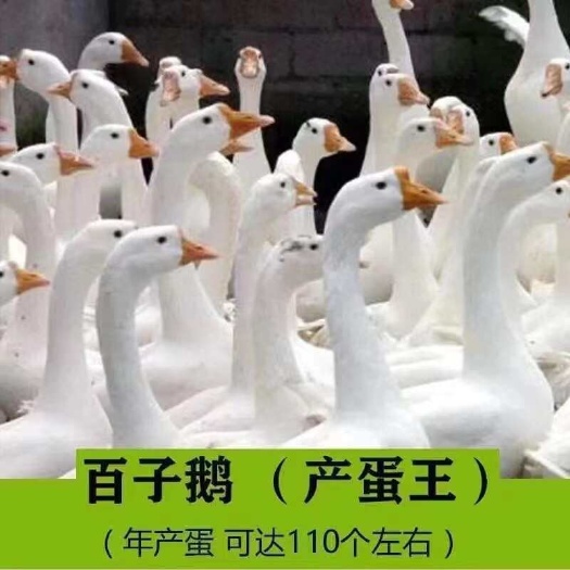 建湖县江苏盐城五龙鹅苗建湖县产地直发健康新鲜适合养殖