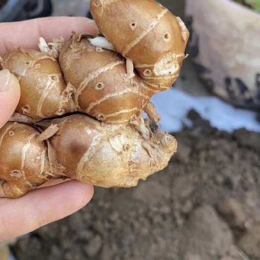 遂溪县沙姜