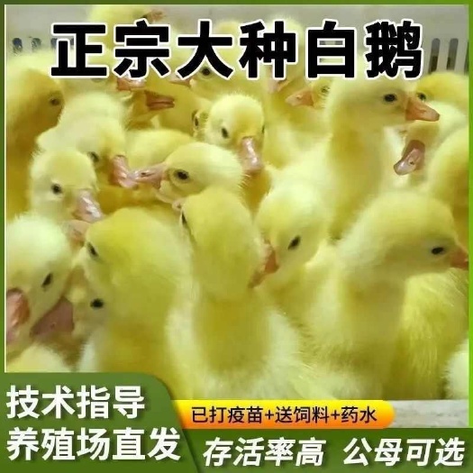 供应优质四季鹅苗 江苏盐城建湖发货 鹅苗健康成长有保障