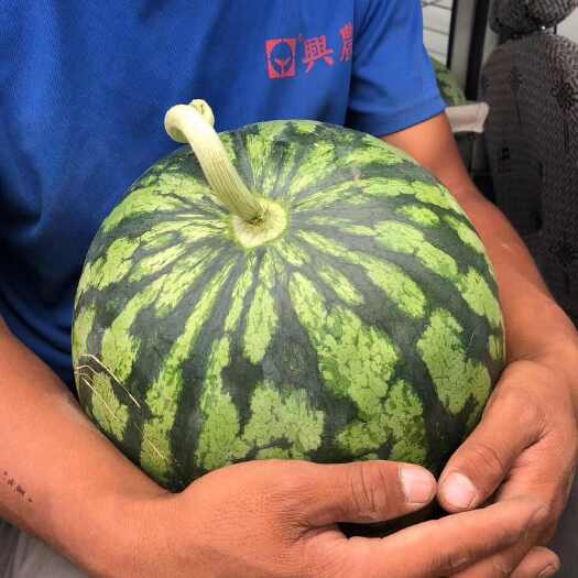 夏县西瓜