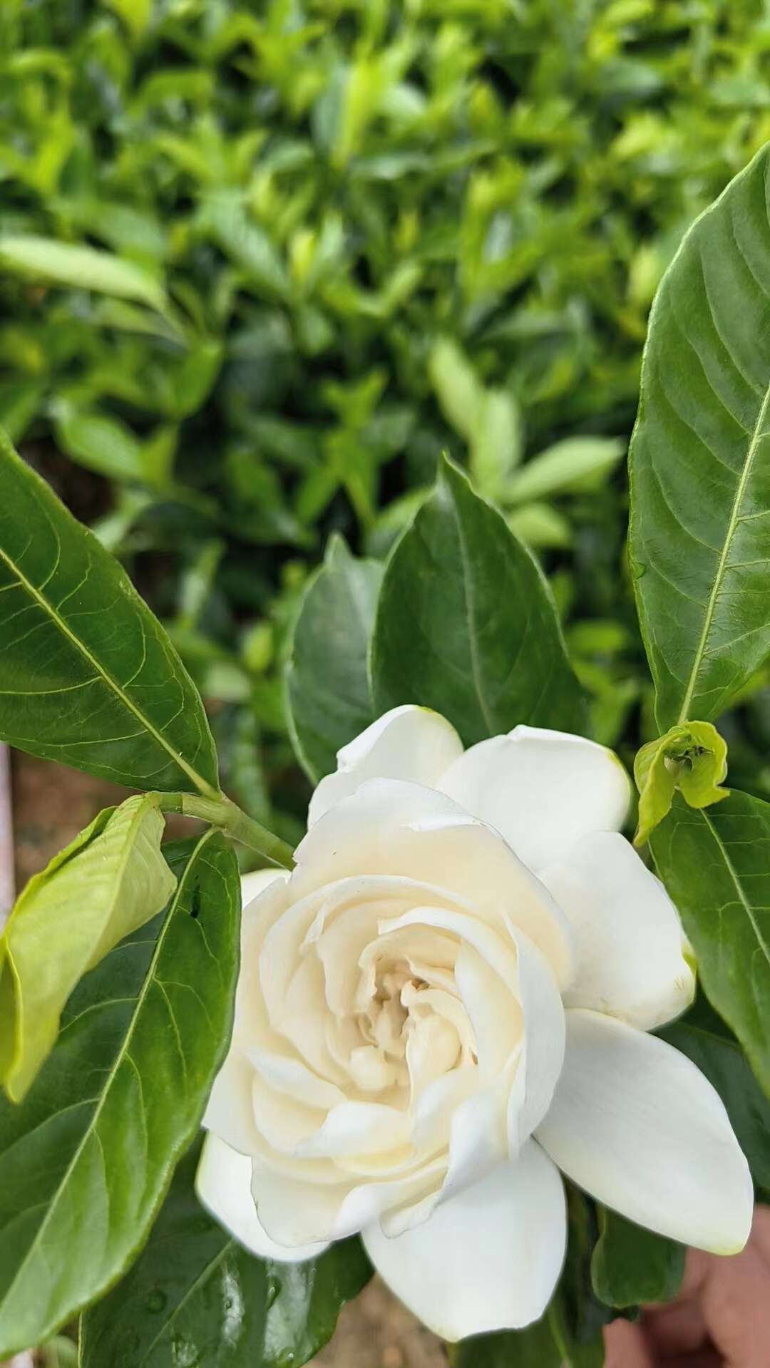 栀子花大叶栀子花基地直发大量现货