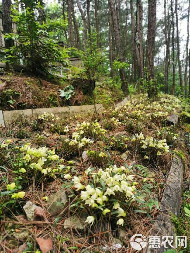 【霍山原产地石斛米斛】霍山原种石斛种苗 霍山米斛基地直发包邮