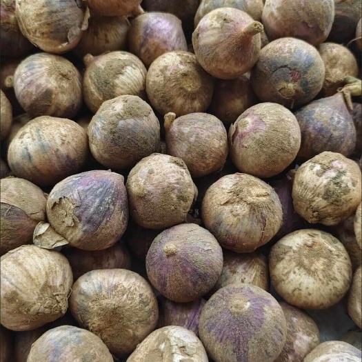 哈尔滨新鲜大蒜紫皮独头蒜现挖