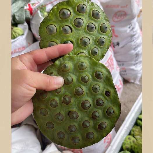临高县精品草莲