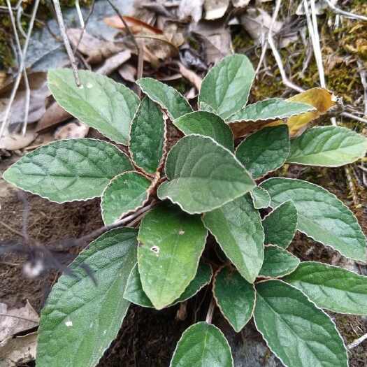 石上莲软肝草深山中药材俗称金钩新鲜正品自然晒干草本包邮