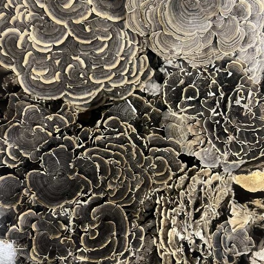 亳州云芝 云南云之蘑 包含量 大货批发