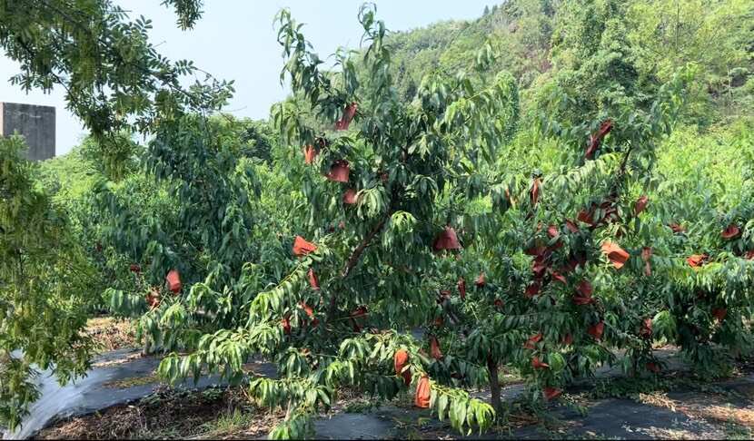 成都龙泉驿水蜜桃