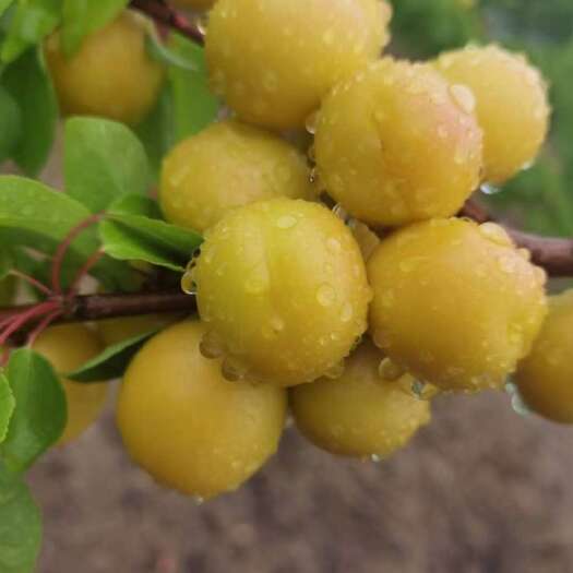  珍珠油杏