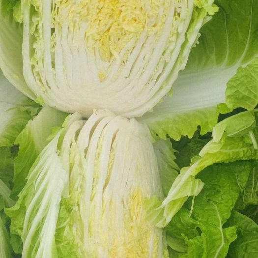 南通大白菜