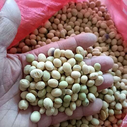 新干县江西黄豆