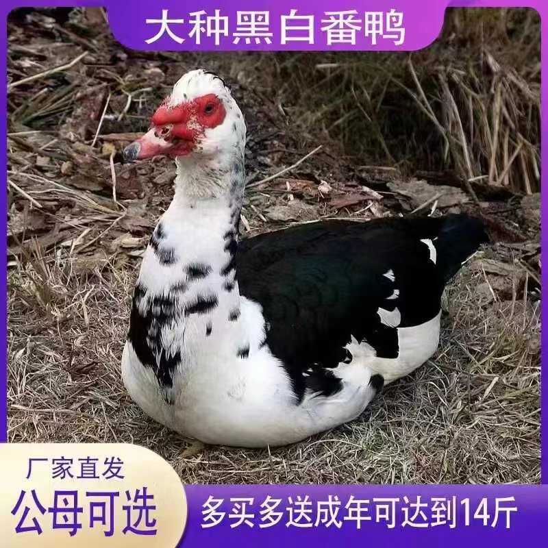 (现货)大种黑番鸭苗成年可长15斤左右(疫苗齐全)