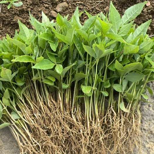 筠连县黄柏苗 芽苗 小苗