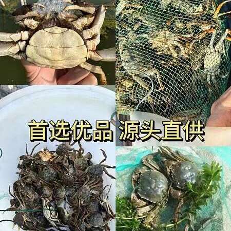 苏霸王阳澄湖镇大闸蟹598型公蟹3.2两母蟹2.2两8只装