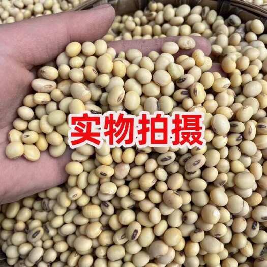 自贡四川农家晚冬豆，去年的货有大量的货，有几十万斤的货有需要的的