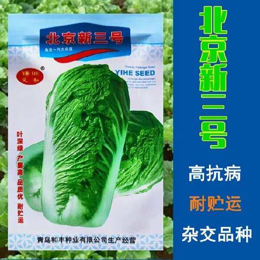 北京新三号大白菜种子高产北方耐寒耐储藏越冬农用大田种蔬菜种籽