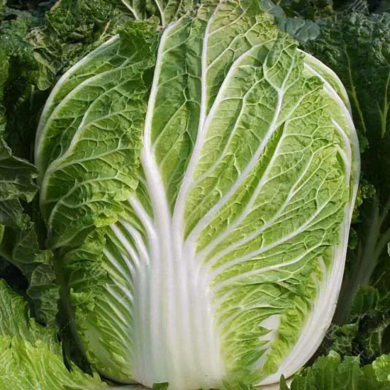 义和秋大白菜种子高产耐寒耐储藏越冬白菜农用大田种蔬菜种籽