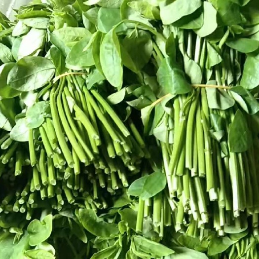 英德市树仔菜树菜天绿香五指山野菜潮汕菜