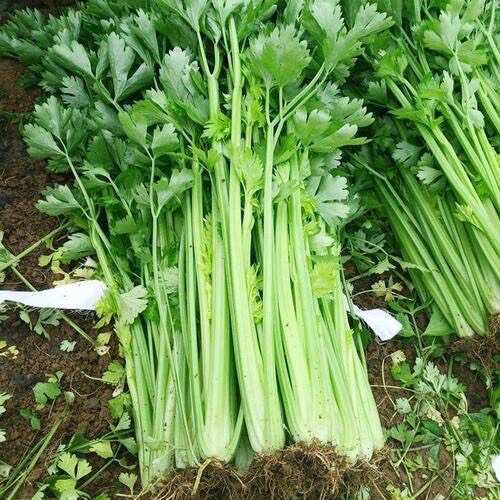 南通香芹