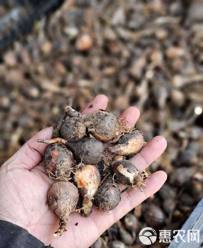 风雨兰种球