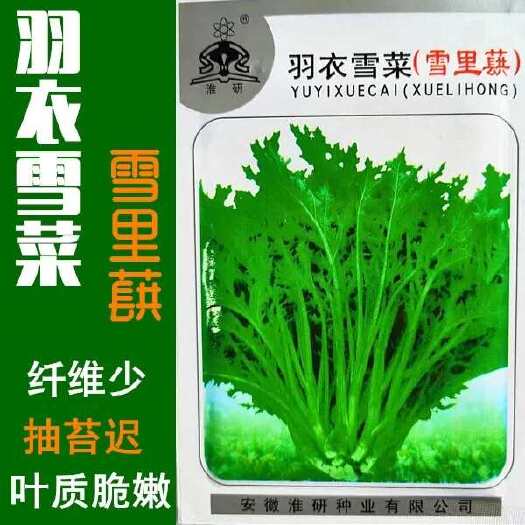 羽衣雪菜板叶雪里红大叶九头鸟雪里蕻不老菜细叶排菜易种蔬菜种籽