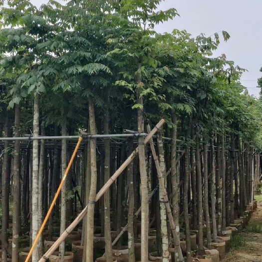 栾树(国庆花)3-8分低价出售