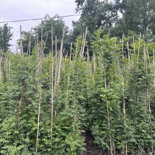 成都凌霄花
