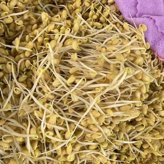 松阳县黄豆芽