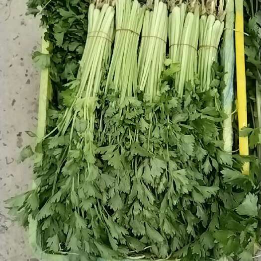 南通刚开棚的小西芹，新鲜不贵