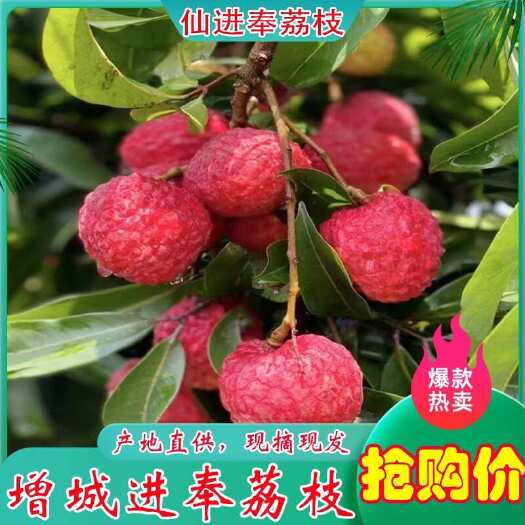 广州仙进奉荔枝