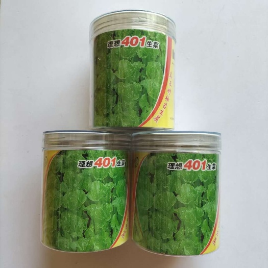 宿迁南京理想401生菜种子口感好耐热耐寒耐抽苔生菜种子四季可播种