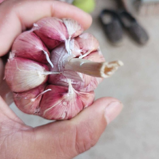 大名县大名大蒜