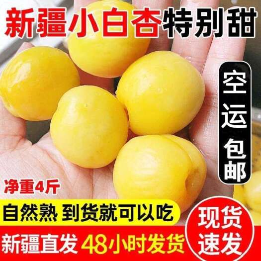 轮台县2025新疆小白杏轮台小白杏现摘现发保质保量一件代发空运包邮