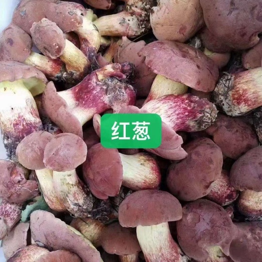楚雄市红葱菌