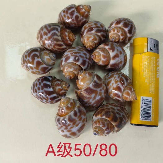 成都精品花螺