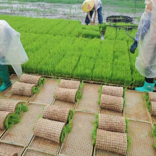安顺贵州安顺大量出售水稻秧苗，品种有丰富占1号-珍桂，广粮香2号
