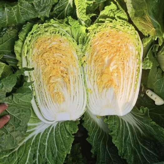 大白菜，大棚种植，上有遮阳网，无烧心，无虫眼。八成心