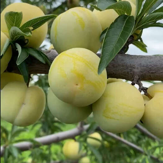 大邑县成都大坪蜜李，量大！货美～