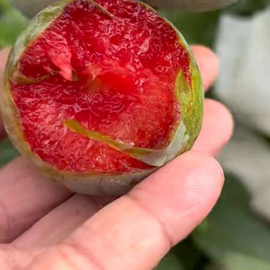 大荔县味帝李子