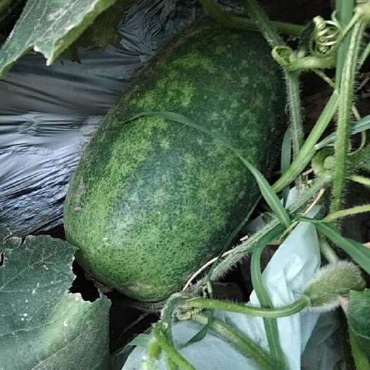 赵县水果冬瓜绿色现货