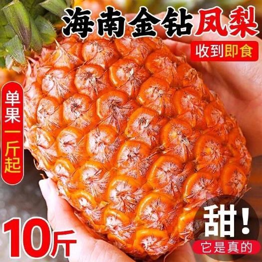 三亚海南金钻凤梨，批发价才1元