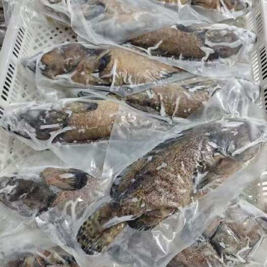 商丘石斑鱼0.9斤~1.0斤规格5000条真空包装