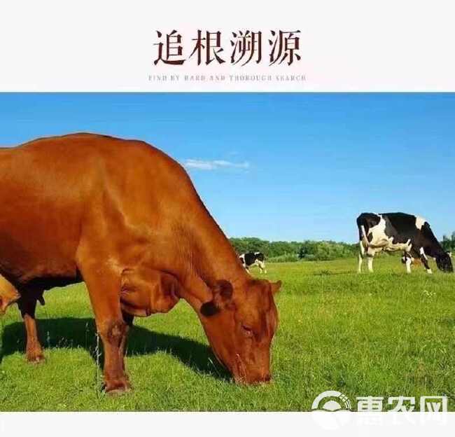 牛鞭新鲜牛鞭牛宝牛蛋牛鞭整根整套牛鞭牛睾丸牛鞭新鲜牛蛋鲜牛宝