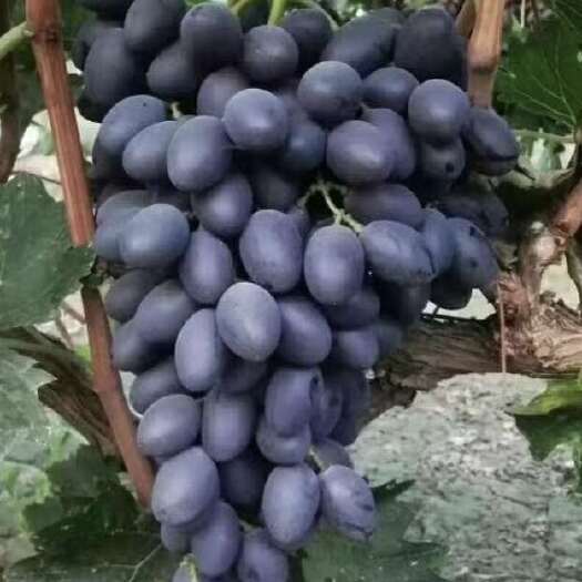 运城山西运城A17葡萄 紫乳无核葡萄 7月中上市产地直供地头看货