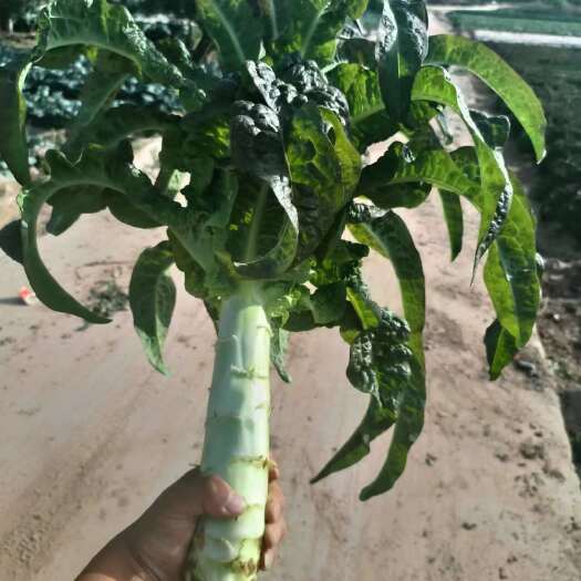 定西本人常年大量供应莴笋，产地一手货源。量大质优。支持视频看货